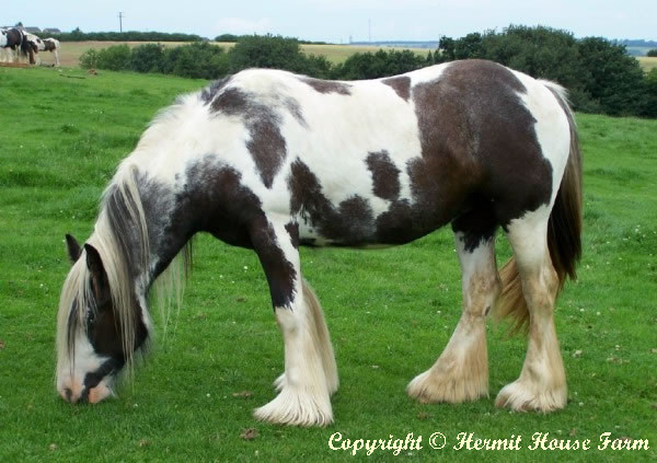 hermits criollo jazz